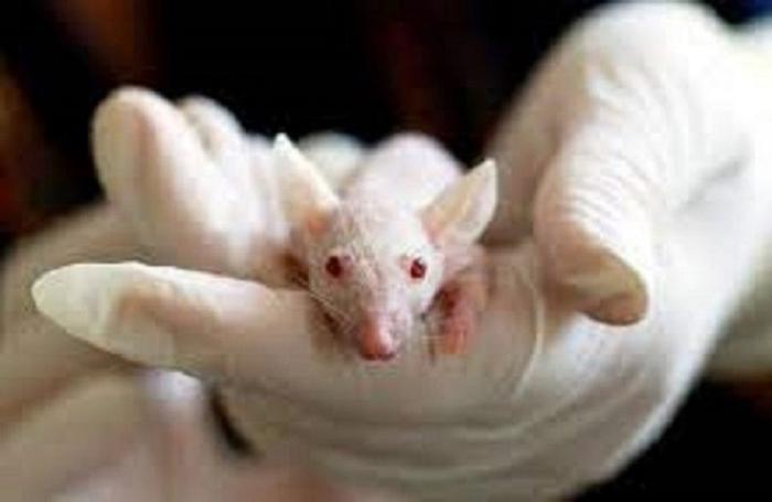 ratón blanco en mano enguantada de científico