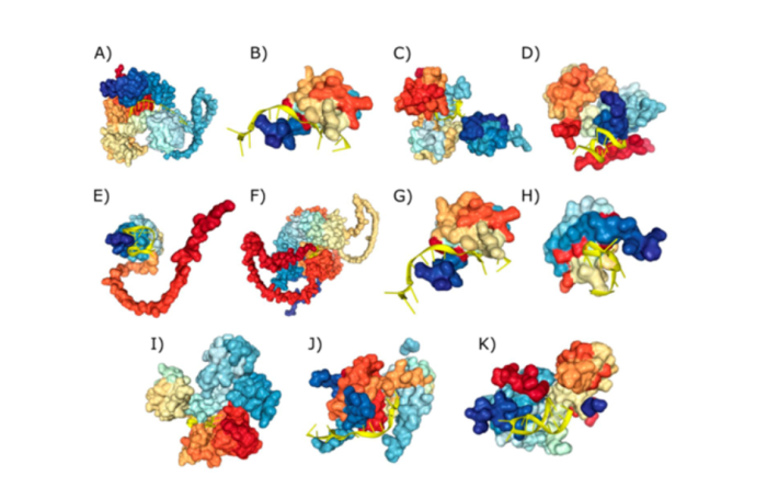 Simulaciones de la interacción entre proteínas de unión a ARN y su posible blanco molecular. Simulaciones de la interacción entre proteínas de unión a ARN y su posible blanco molecular.