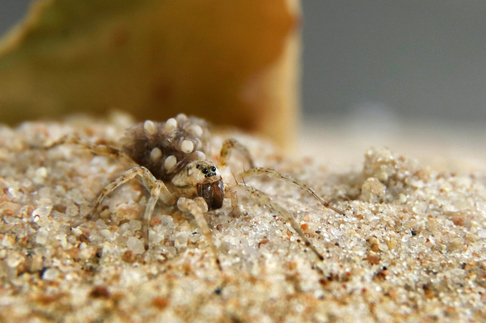 Ejemplar de especie Allocosa marindia, araña lobo de las costas arenosas del sur de Sudamérica