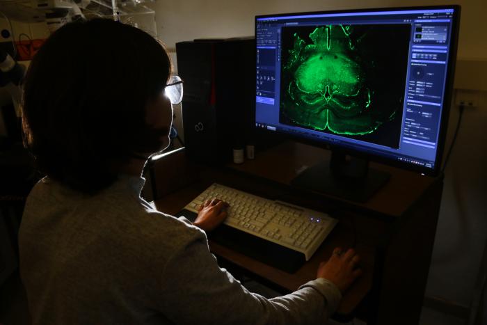 Científica del IIBCE observando imágenes de alta precisión del cerebro.