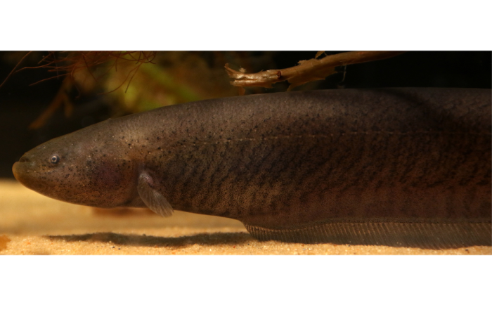 Presentación de Aprendiendo neurociencias con los peces eléctricos