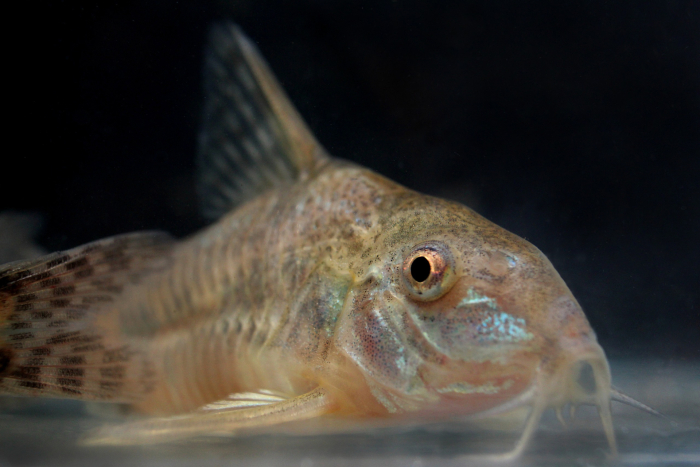 Corydoras aff. Paleatus, conocido como «limpiafondos».