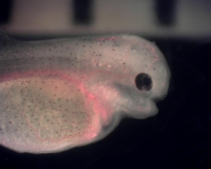 Pez eléctrico Brachyhypopomus gauderio Pez eléctrico Brachyhypopomus gauderio