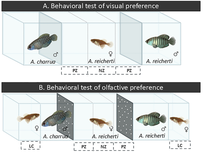 Figura del artículo: prueba conductual de preferencia visual y olfativa