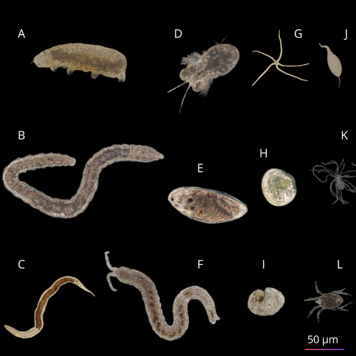 Imágenes de organismos hallados en la exploración Imágenes de organismos hallados en la exploración