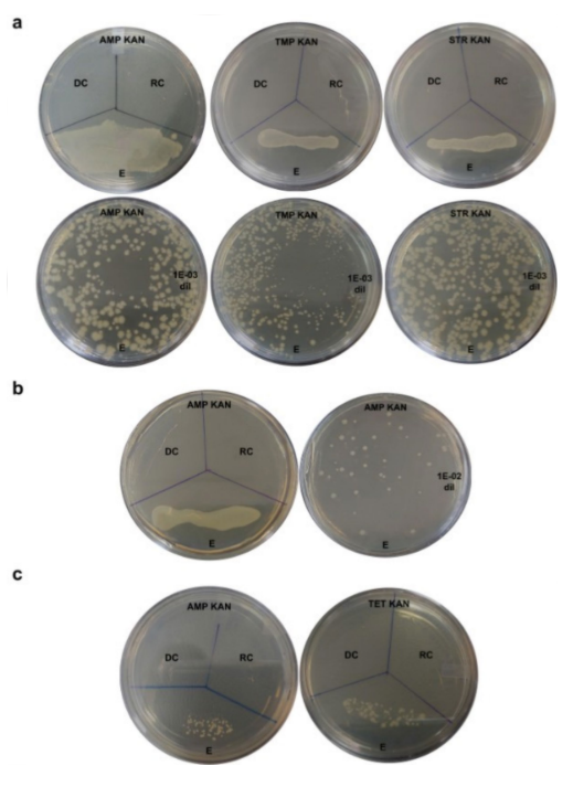 Experimentos que permitieron analizar la transferencia de material genético entre bacterias.