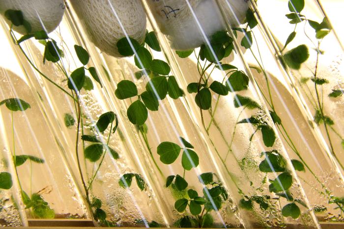 Cultivo de plantas leguminosas en el laboratorio