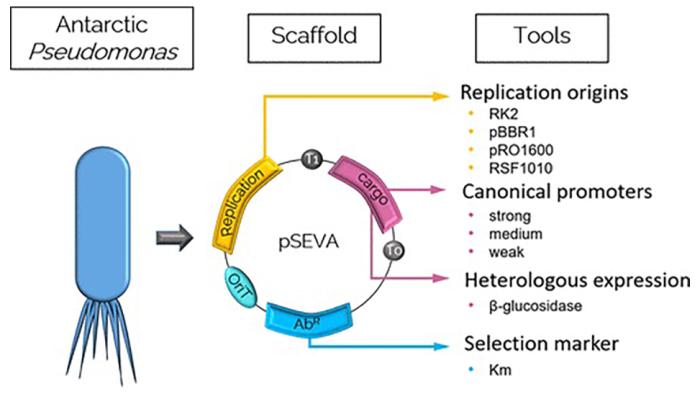Synthetic Biology Toolbox for Antarctic Pseudomonas sp. Strains