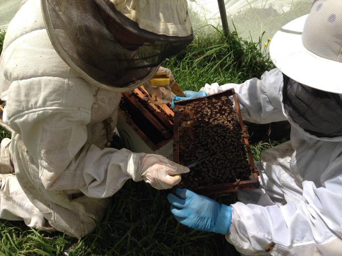 Dos personas manipulando un panal de abejas