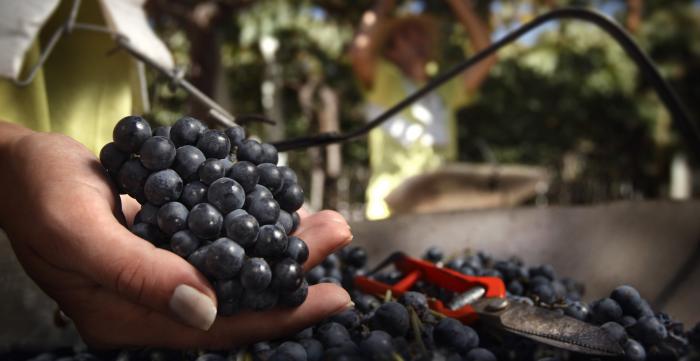 26° edición Fiesta de la Uva y el Vino en ciudad Rodríguez