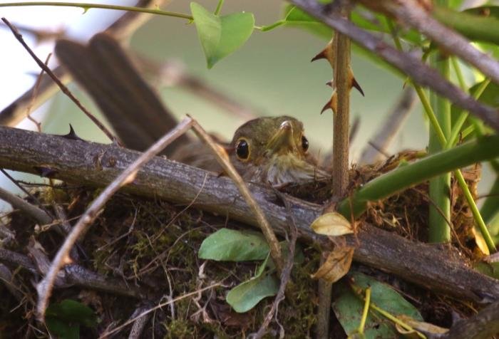 Una zorzal hembra, 𝑇𝑢𝑟𝑑𝑢𝑠 𝑟𝑢𝑓𝑖𝑣𝑒𝑛𝑡𝑟𝑖𝑠, empolla en su nido en un ceibo del jardín.
