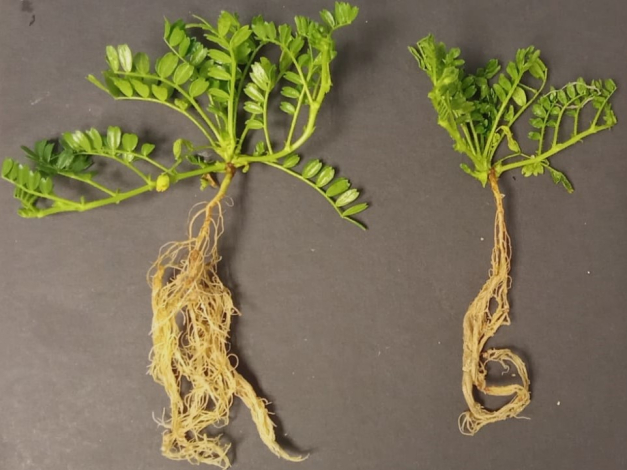 Plantas no inoculadas suplementadas con nitrógeno (izq.) y sin nitrógeno (der.). Plantas no inoculadas suplementadas con nitrógeno (izq.) y sin nitrógeno (der.).