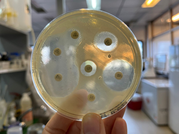 Sensibilidad antibiótica de Escherichia coli aislada de fecas de Guazubirá (Mazama gouazoubira)