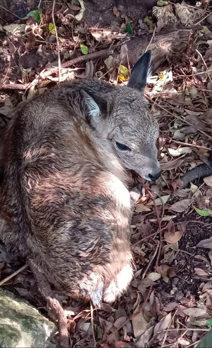 Clemente, el pequeño venado de campo
