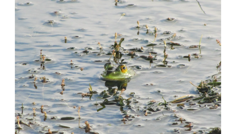 Rana en tajamares estudiados