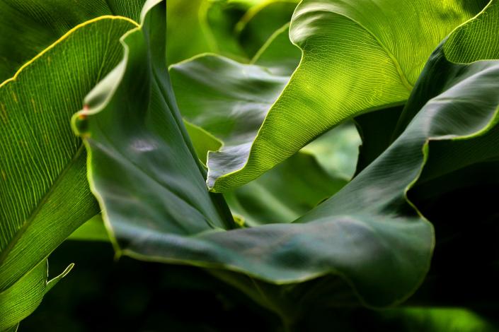 Clorofila: hojas verdes de Peltandra virginica bajo el sol en el jardín del IIBCE.