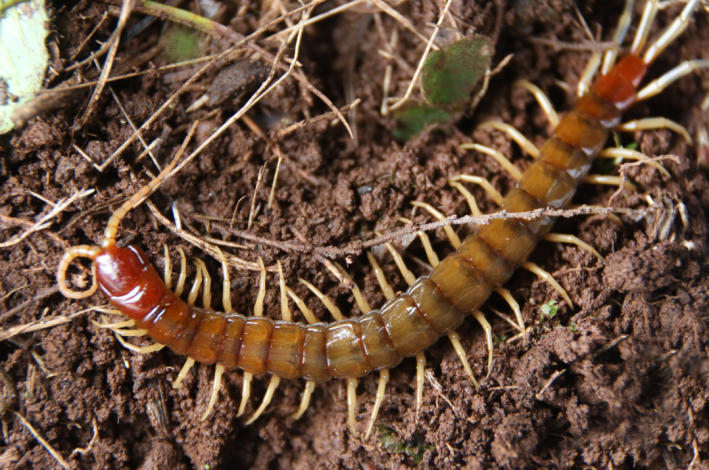 Ciempiés del orden Scolopendromorpha. Foto de Marcelo Casacuberta Ciempiés del orden Scolopendromorpha. Foto de Marcelo Casacuberta