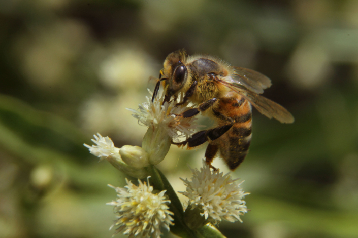 Abeja melífera