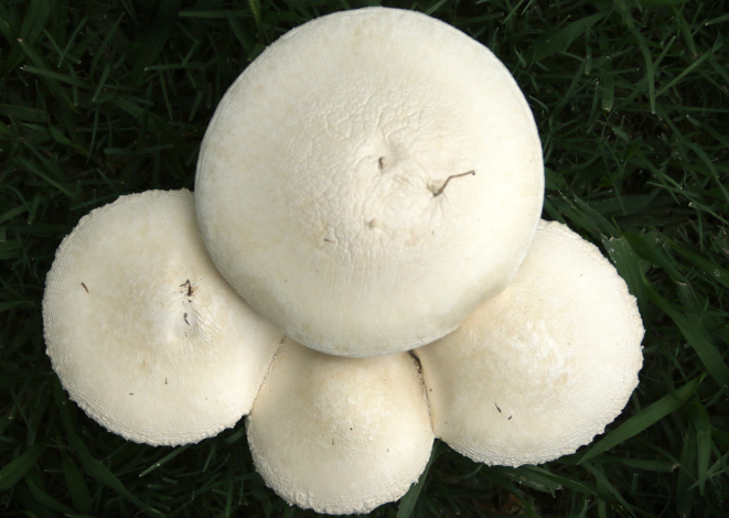 Hongos del género Aspidella en el jardín del IIBCE. Foto de Marcelo Casacuberta.