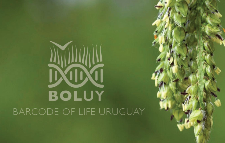 Barcode of life Uruguay (BolUy)