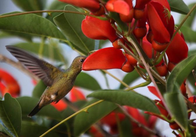 Los colibríes verdes (Chlorostilbon lucidus) se nutren de flores y otros insectos pequeños.