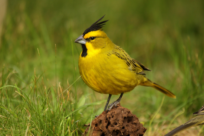 Ejemplar de cardenal amarillo. Foto de Marcelo Casacuberta.