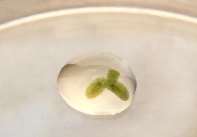 Hojitas verdes dentro de una gota de agua, sobre una placa de Petri.