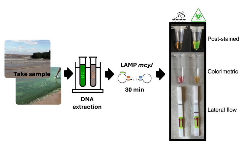 Resumen gráfico del trabajo científico realizado.
