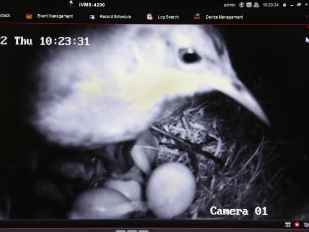 Un hornero (Furnarius rufus) en su nido con huevos y pichones.