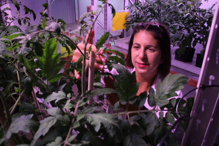 Investigadora Ana Clara González trabajando en el laboratorio con plantas de tomate Investigadora Ana Clara González trabajando en el laboratorio con plantas de tomate