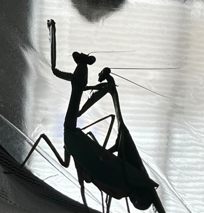 Mantis en cópula, todavía se ve la cabeza del macho