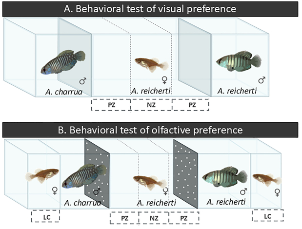 Figura del artículo: prueba conductual de preferencias visual y olfativa Figura del artículo: prueba conductual de preferencia visual y olfativa