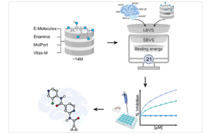 De 14 millones de moléculas, 21 seleccionadas; PJ17 surge como candidato para tratar el Alzheimer.