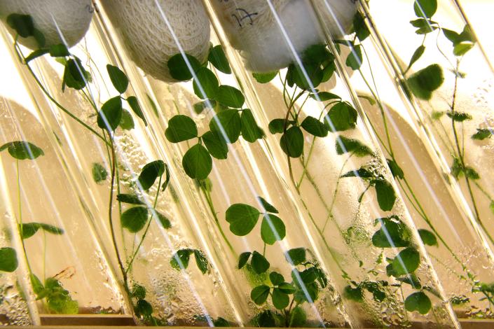 Cultivo de plantas leguminosas en el laboratorio