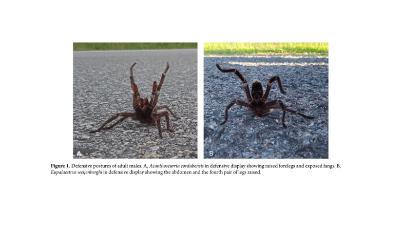 Imagen del artículo que muestra posturas defensivas de los machos adultos de las especies estudiadas