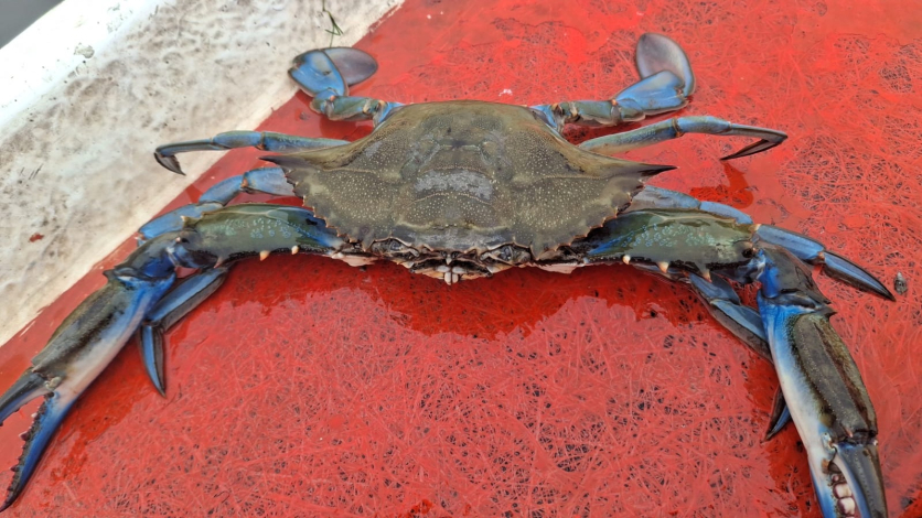 Ejemplar de cangrejo sirí, Callinectes sapidus Ejemplar de cangrejo sirí, Callinectes sapidus