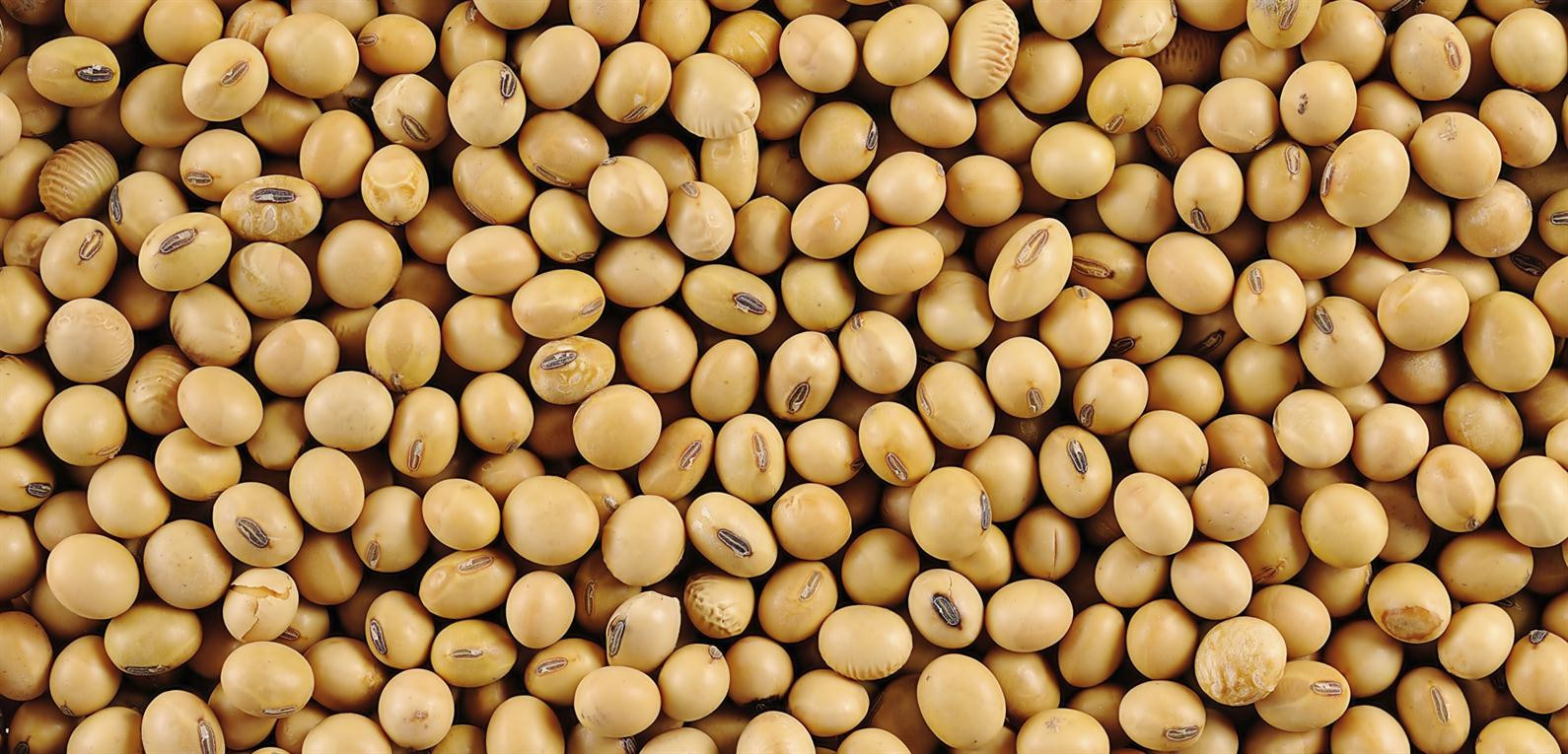 Соя зол. Сой фон. Soya Bean. Соя в медицине. Soy.
