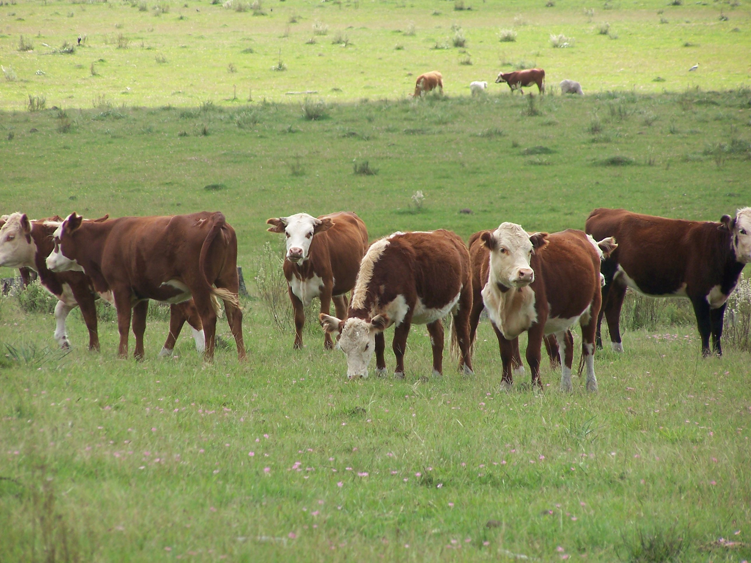 Vacas pastando en el campo ""
