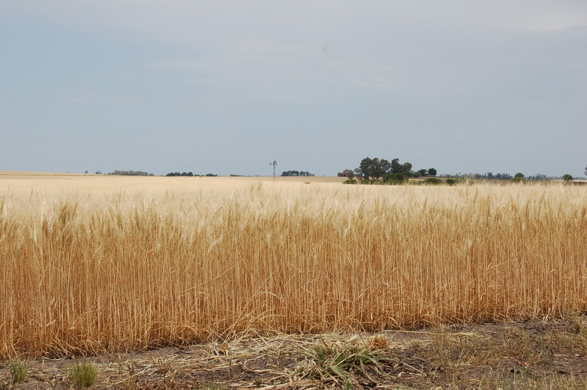 Se presenta informe sobre perspectivas para la zafra invernal 2020/21 ""
