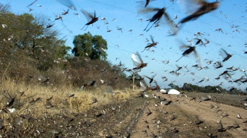 MGAP exhorta a denunciar ante avistamiento de langostas en el territorio nacional ""