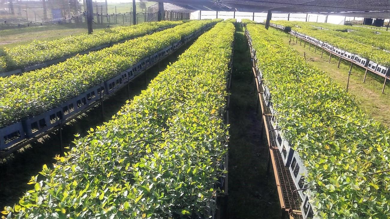 Vivero Forestal vivero forestal