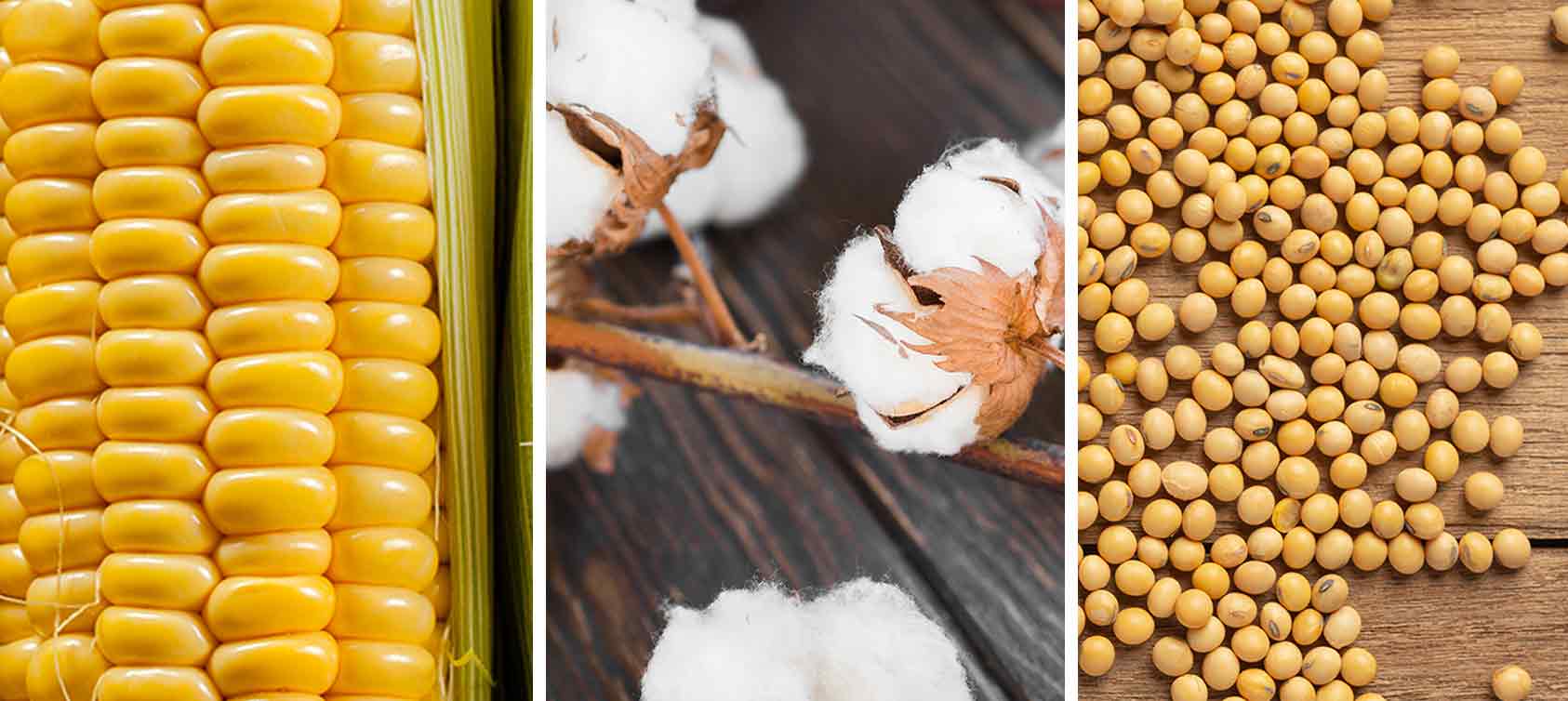 Nueva Consulta Pública del Sistema Nacional de Bioseguridad sobre maíz ...