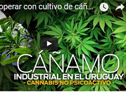 Cáñamo ""