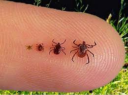 MGAP exhorta a los productores a aplicar medidas claves para controlar