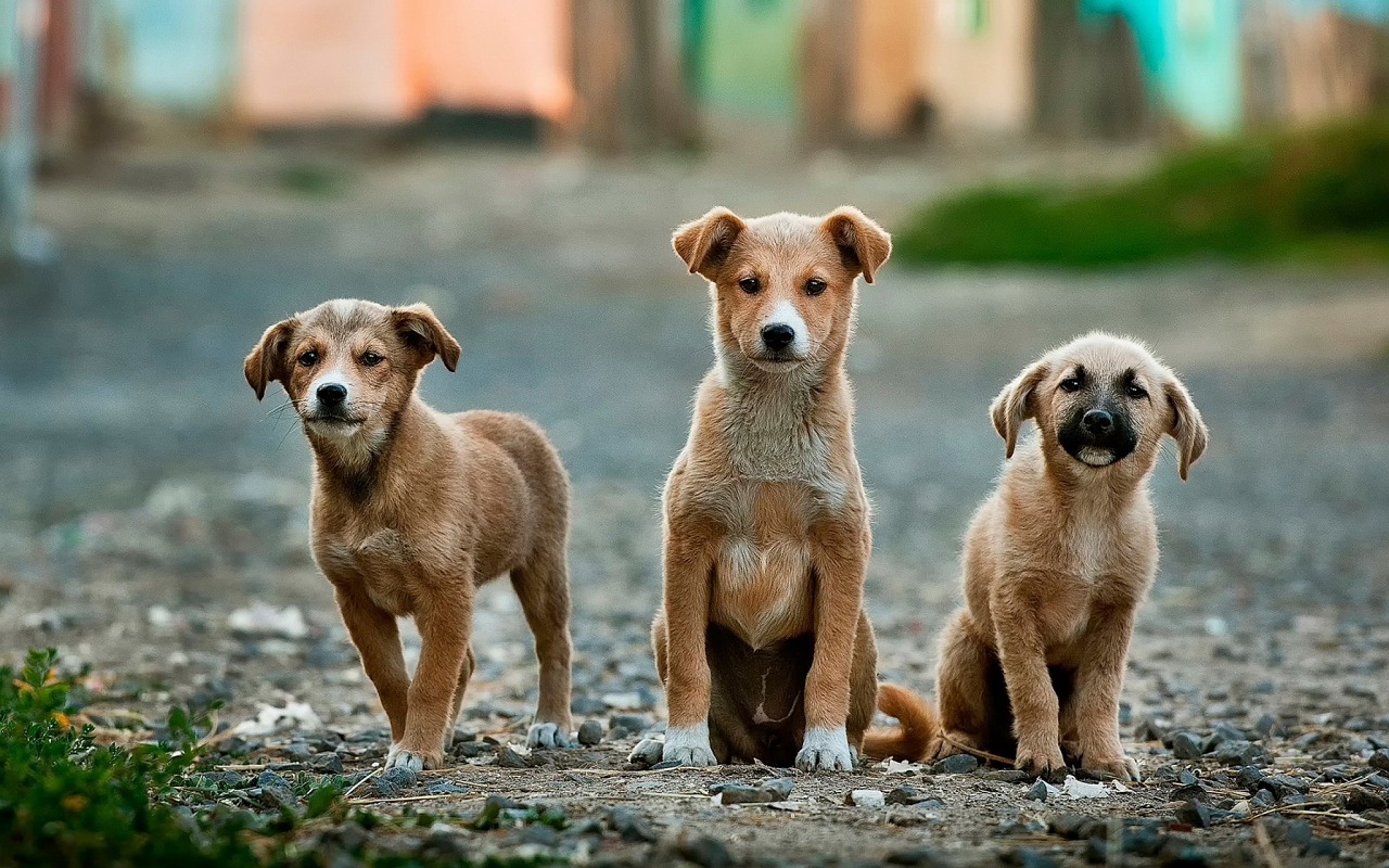 Perros ""