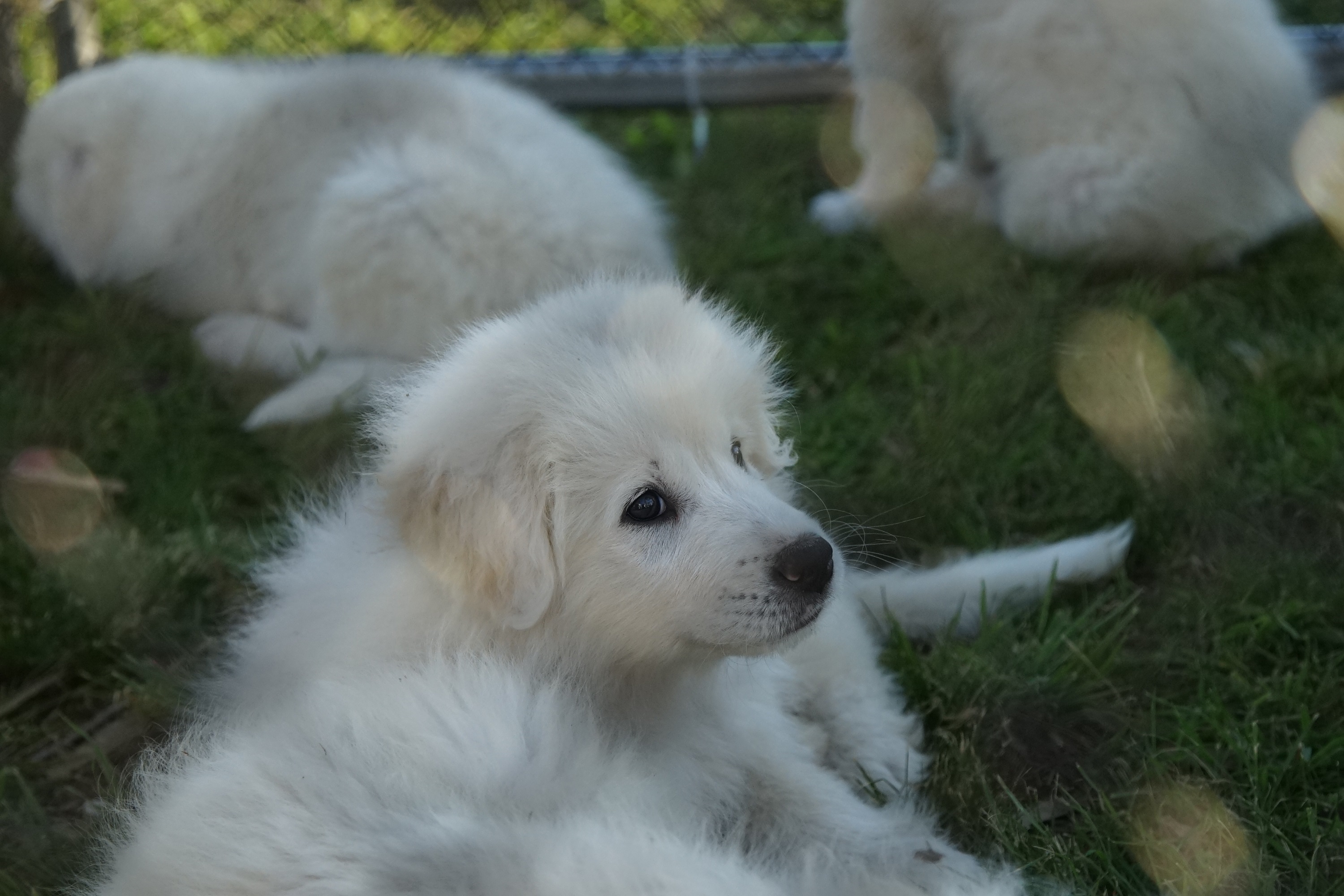 los perros akbash son buenos con los niños