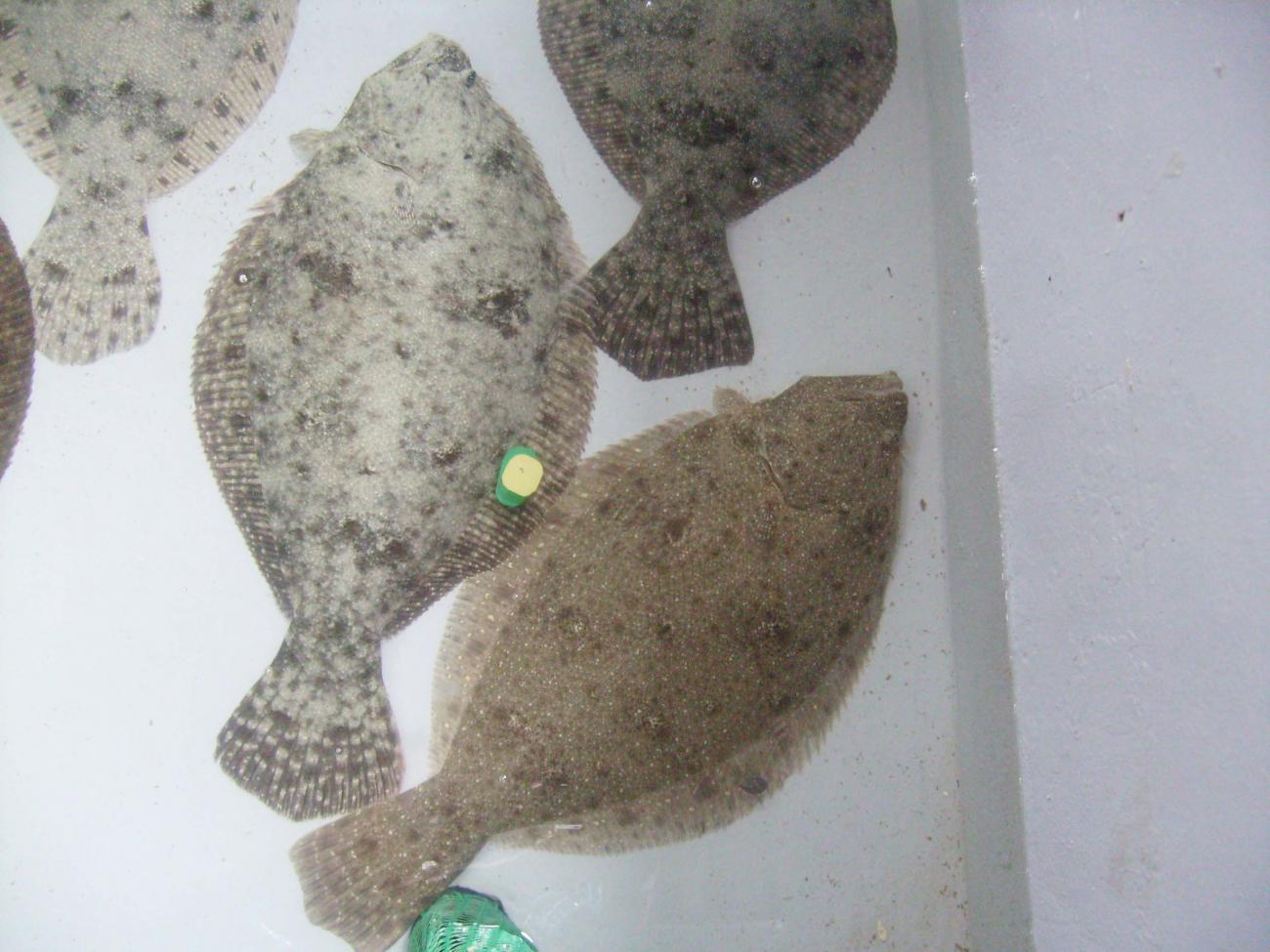 lenguados lenguados