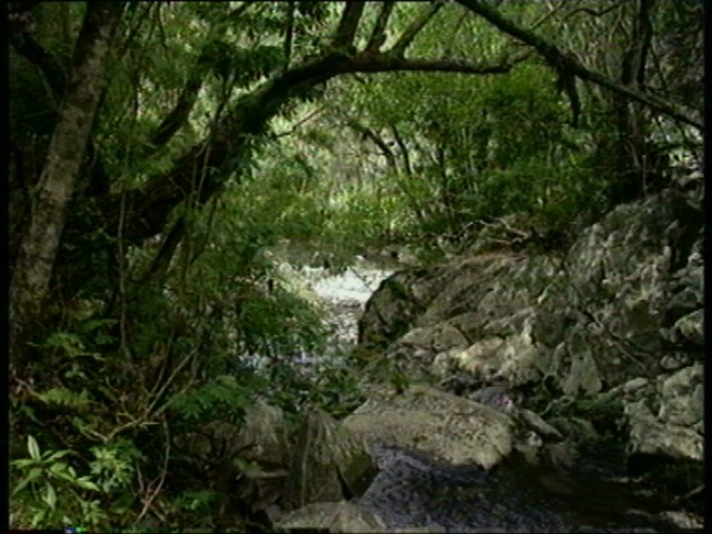 bosques ""