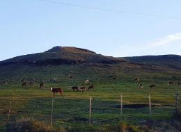 Paisaje de campo con vacas ""