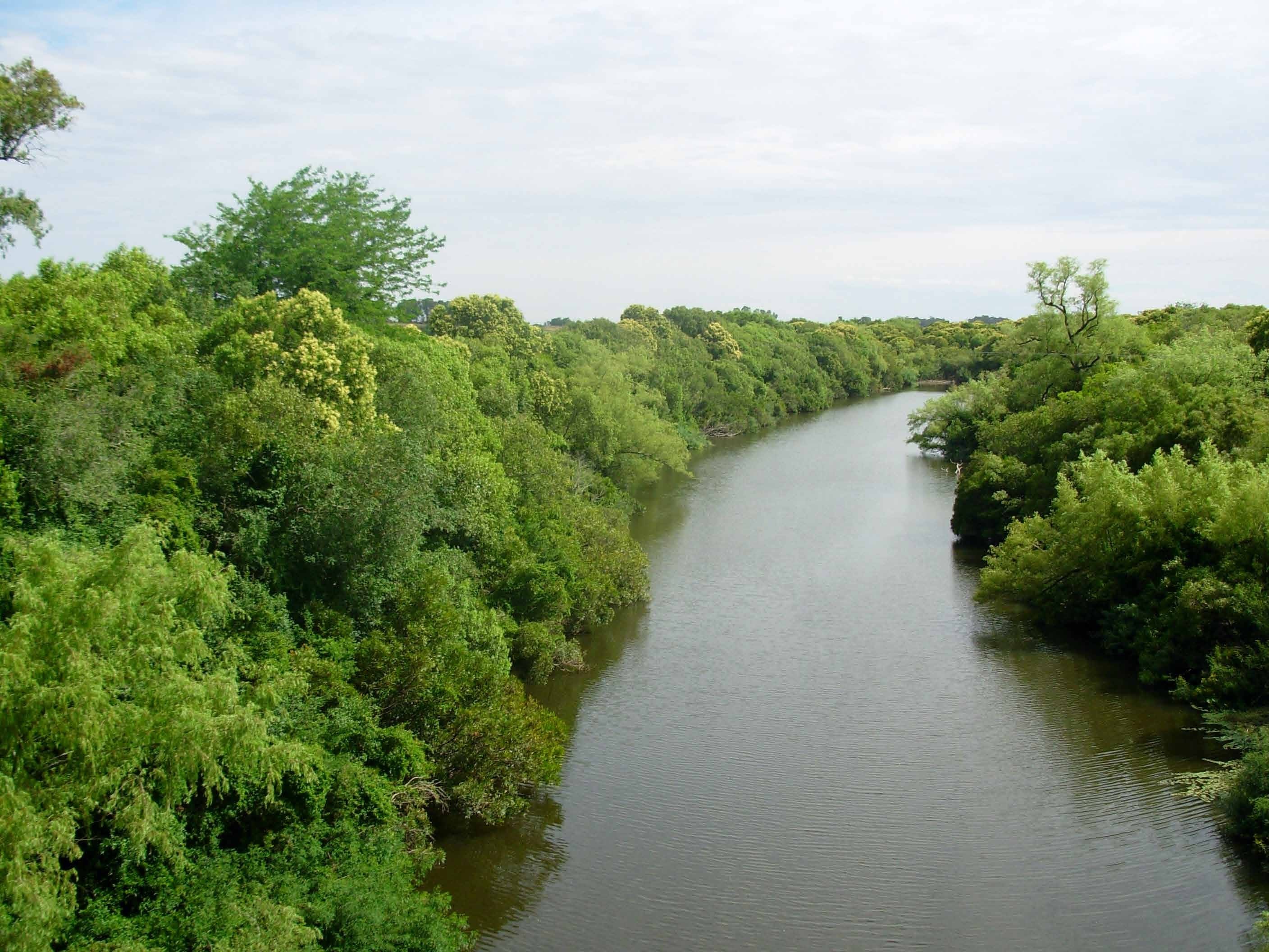 Bosque ribereño con presencia de EEI